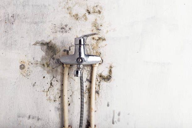 Best Mold Remediation  in Elkins, AR