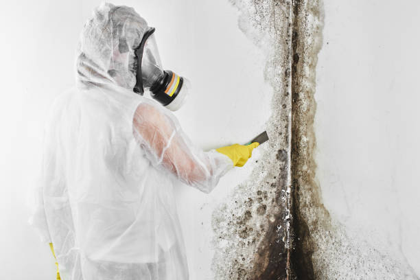 Best Local Mold Removal Service  in Elkins, AR