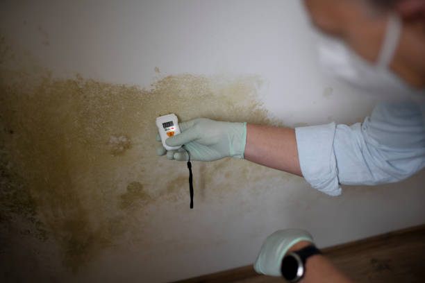 Best Fast Mold Removal  in Elkins, AR
