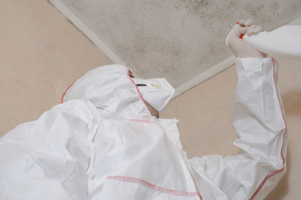 Best Mold Damage Repair  in Elkins, AR
