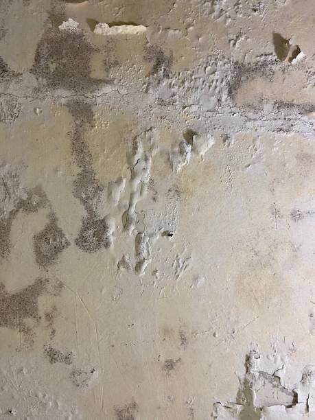 Best Same-Day Mold Removal  in Elkins, AR