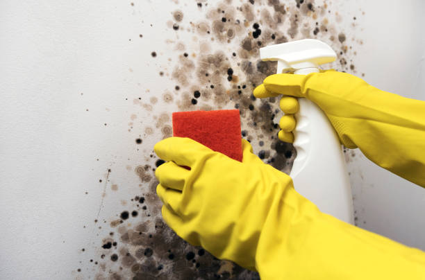 Best Black Mold Removal  in Elkins, AR