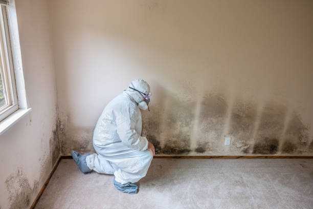 Best Toxic Mold Removal  in Elkins, AR
