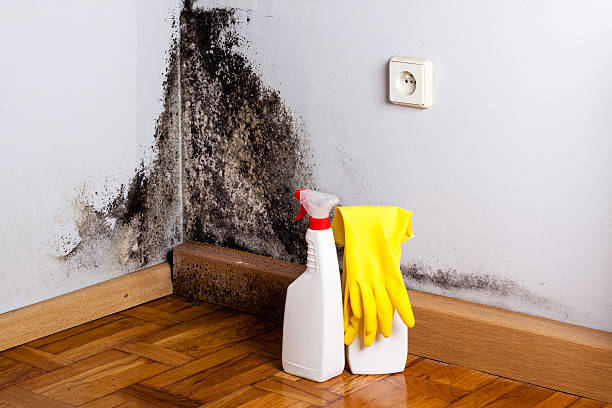 Best Office Mold Removal Services  in Elkins, AR