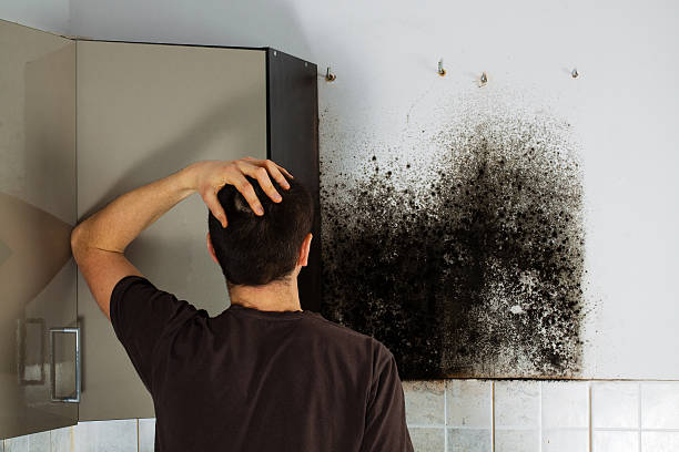 Office Mold Removal Services in Elkins, AR