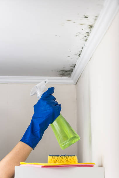 Best Mold Cleaning Services  in Elkins, AR