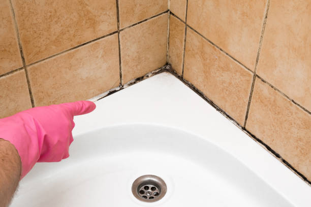 Best Mold Testing  in Elkins, AR