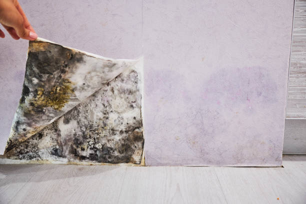 Best Mold Remediation Services  in Elkins, AR